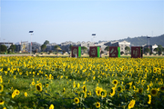 稻田公园的向阳花（1）