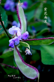 紫花扁豆