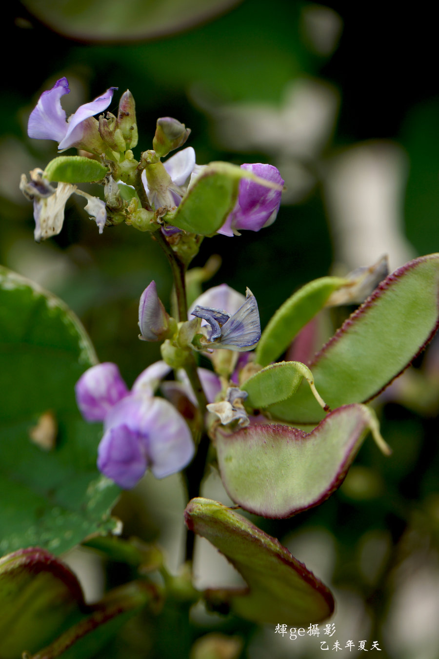 紫花扁豆