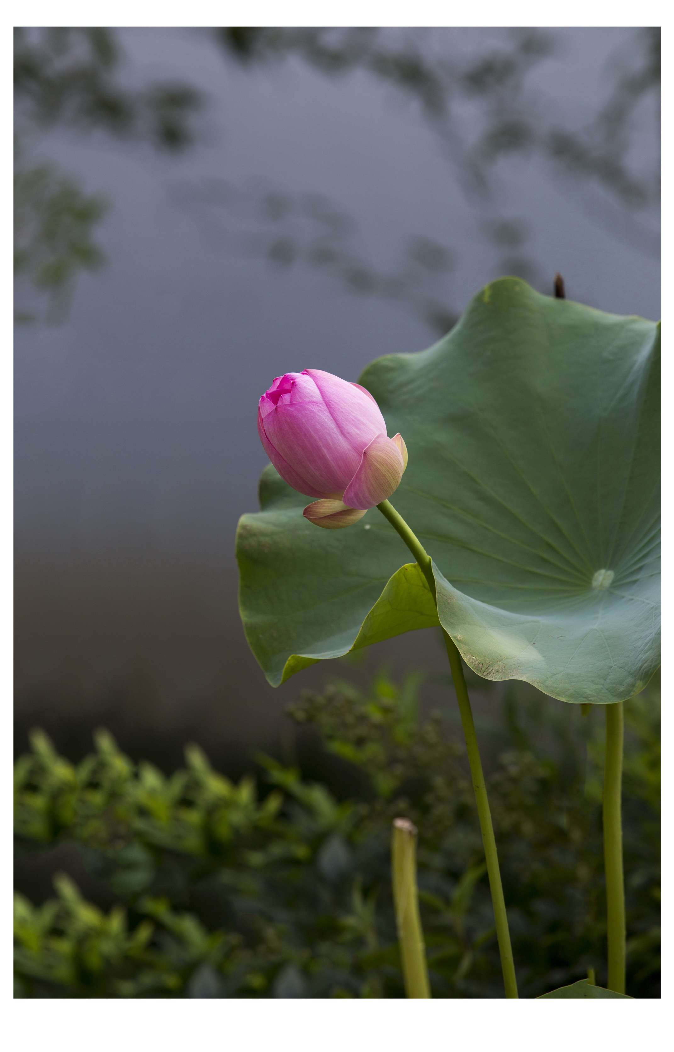 霧裡看花