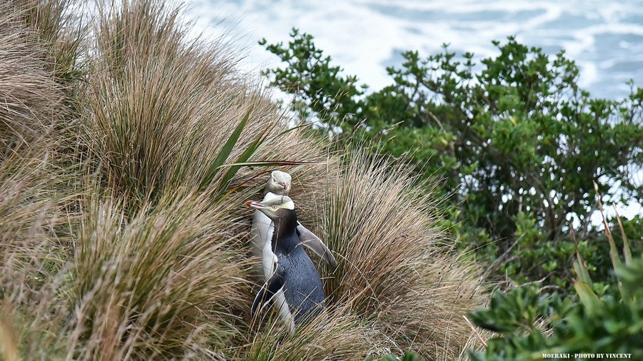 New Zealand- ֮