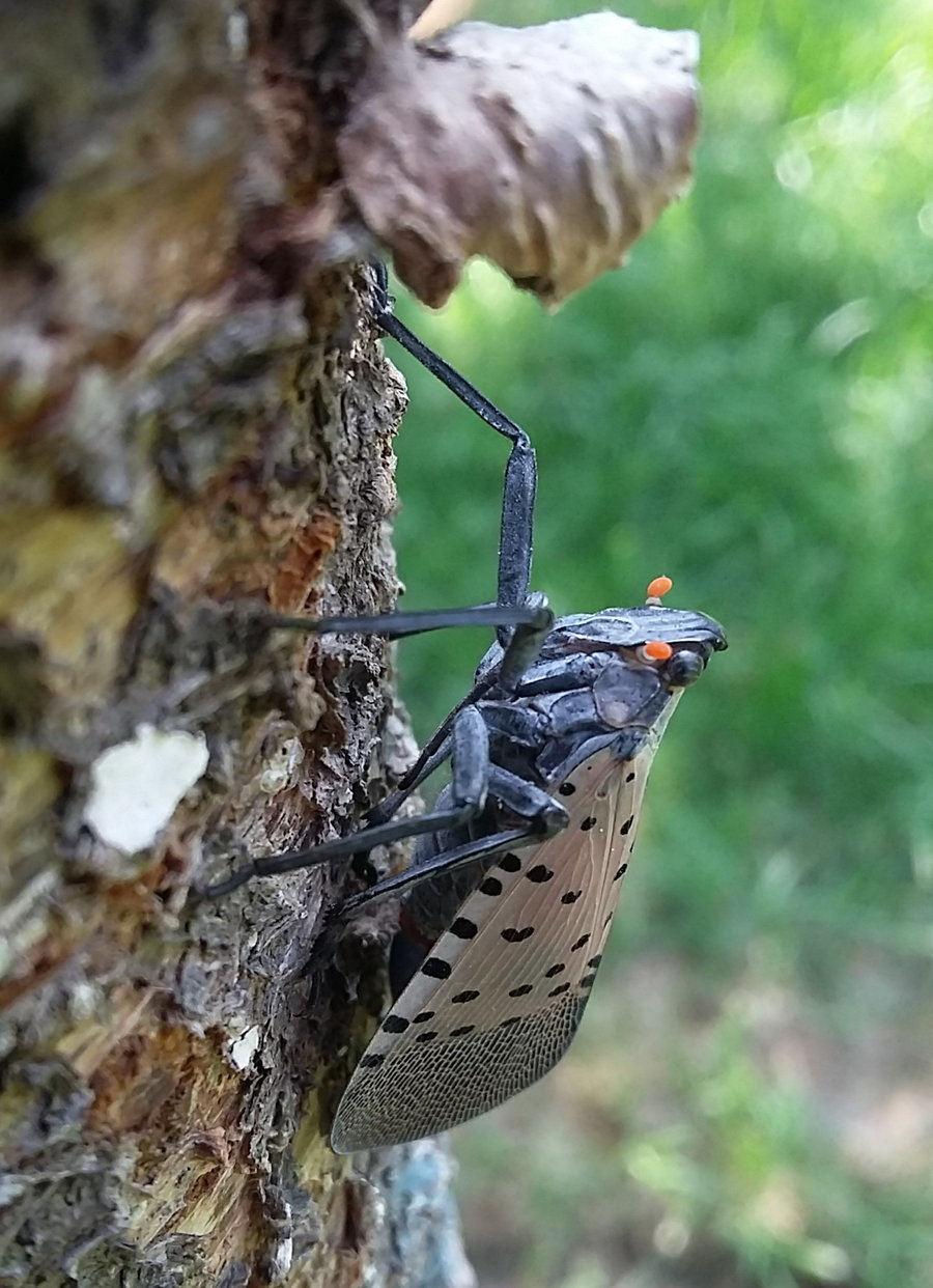 斑衣蜡蝉