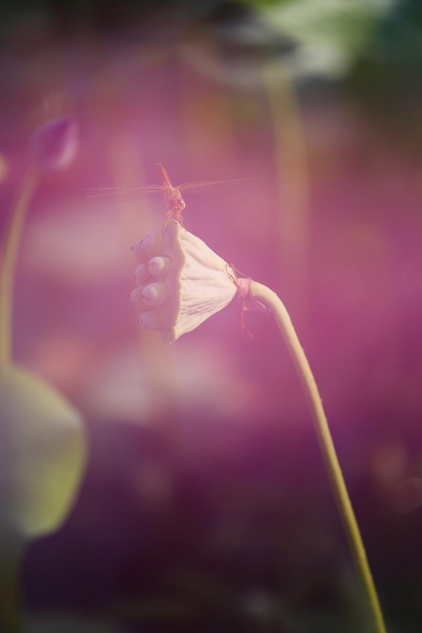 ĺɣعƪ