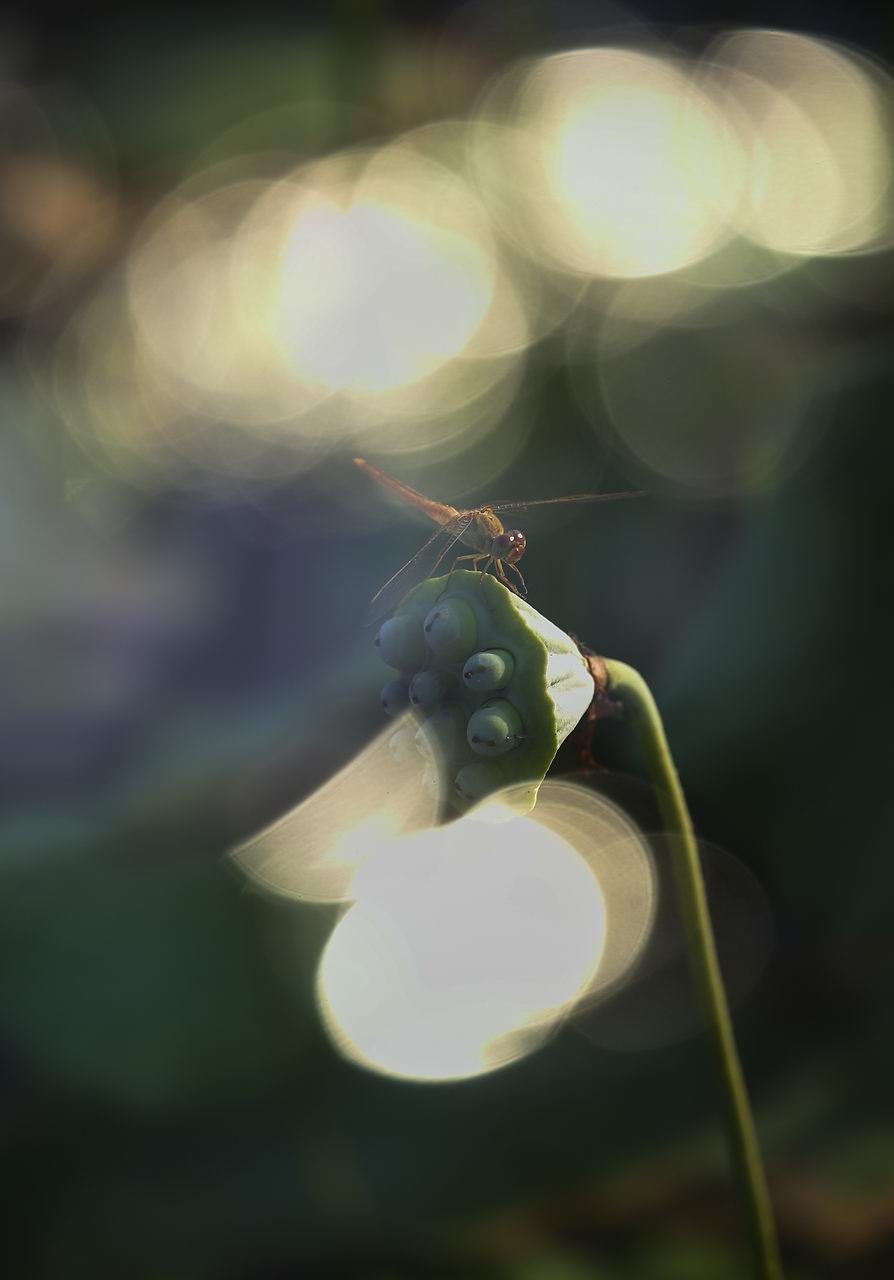 ĺɣعƪ