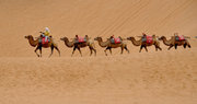 沙漠--骆驼--
