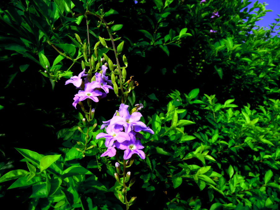 花草无诗似有丝