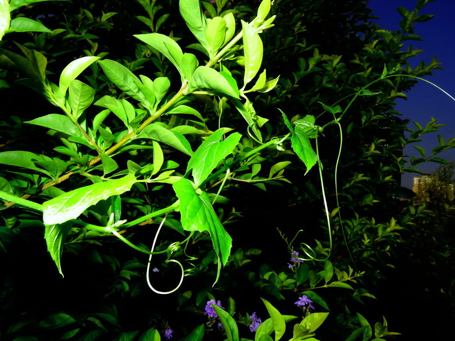 花草无诗似有丝