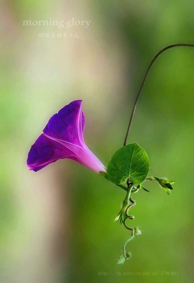 纤纤柔情牵牛花