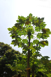 木瓜树——厦门万石植物园