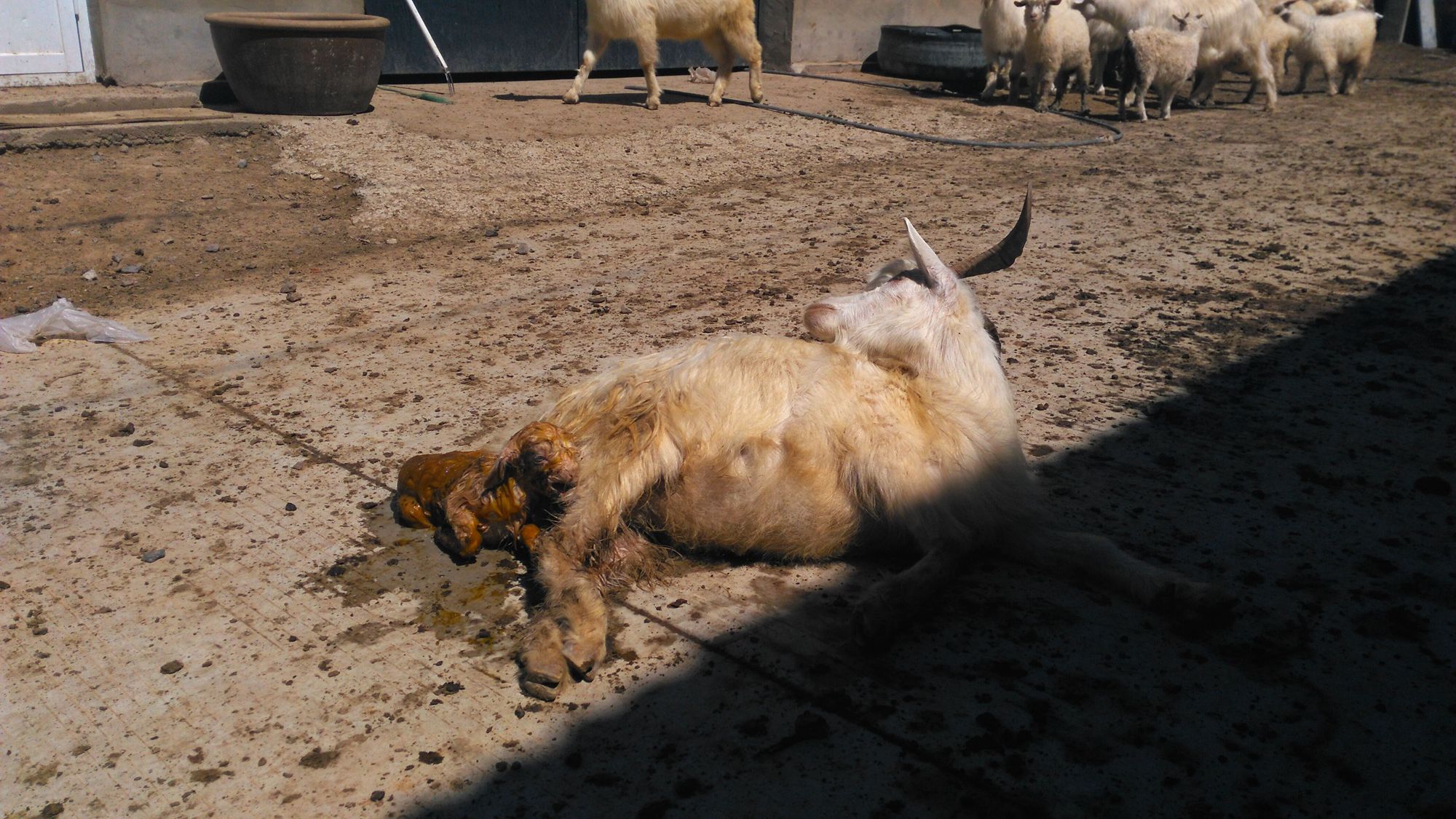 母羊临产前几天的图片图片