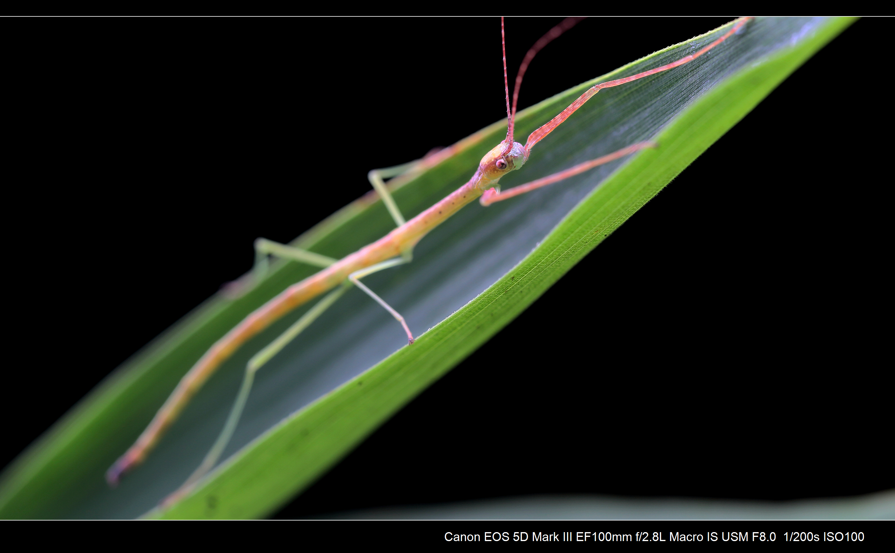 竹节虫动作图片