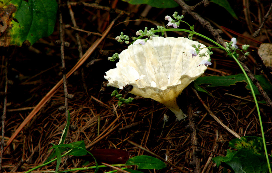 东北特产蘑菇