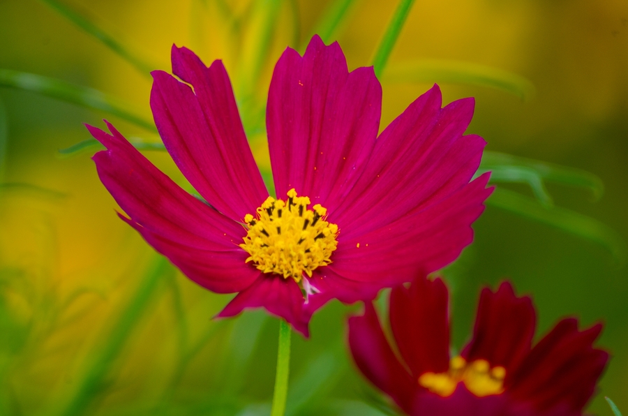 金秋格桑花