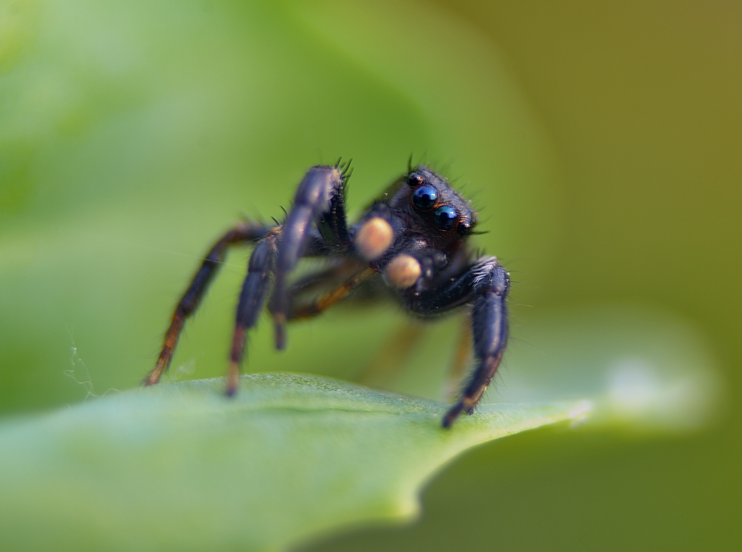 常见跳蛛品种图鉴图片