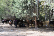 禾木村的马骑手和游客
