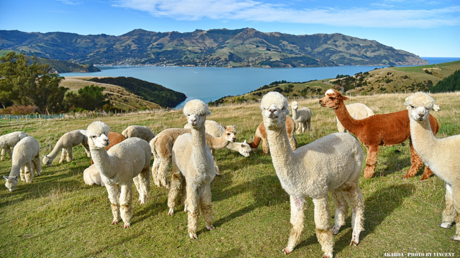 New Zealand- ֮