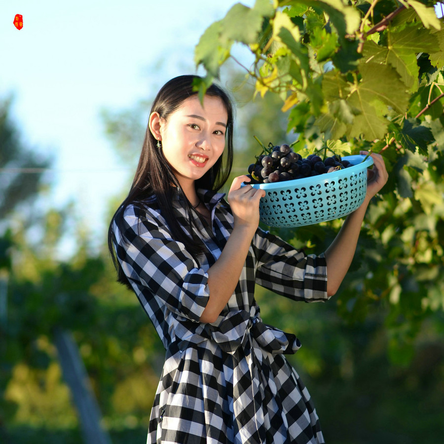 新疆美女摘葡萄图片