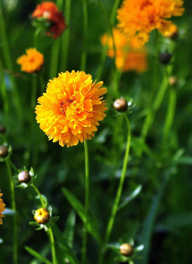 金鸡菊图片(金鸡菊图片 花语)