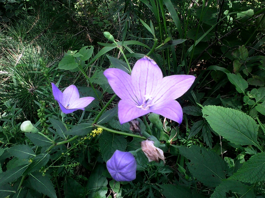 东北常见100种花卉图片