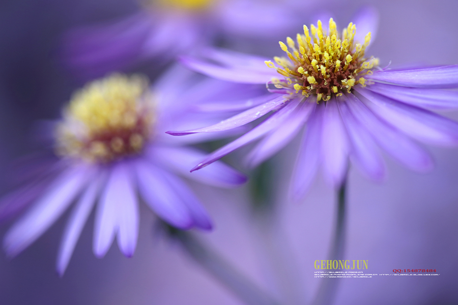 紫小菊