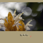 金苞花
