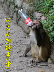 黔灵山公园的猴子(中)
