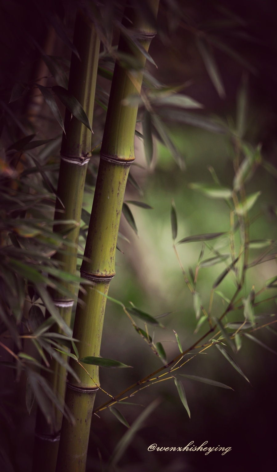 最美竹子的图片大全集图片
