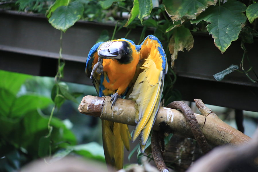 中央公園動物園