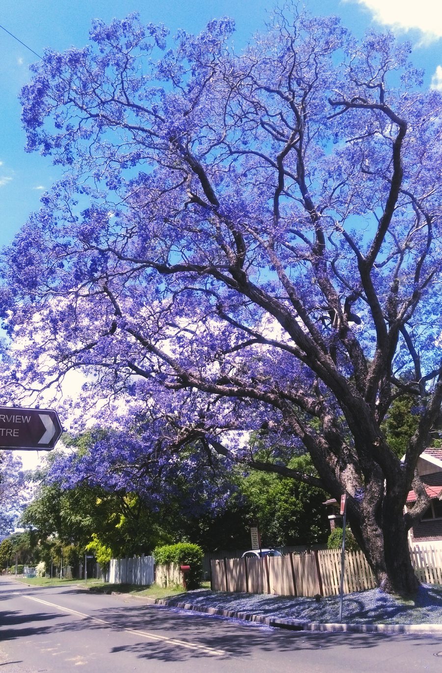 悉尼的蓝花楹 (共 12 p)