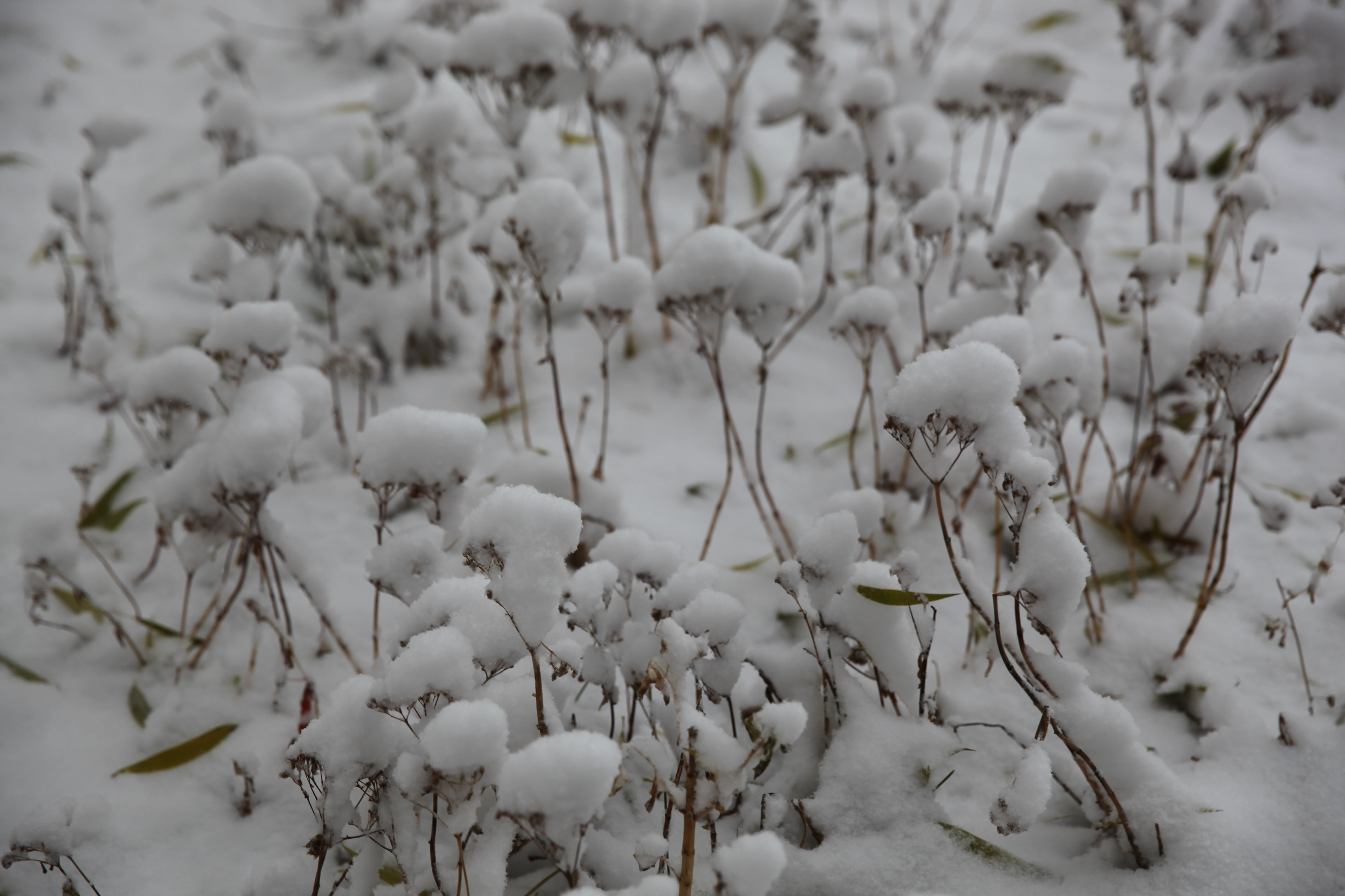 入冬第一场雪