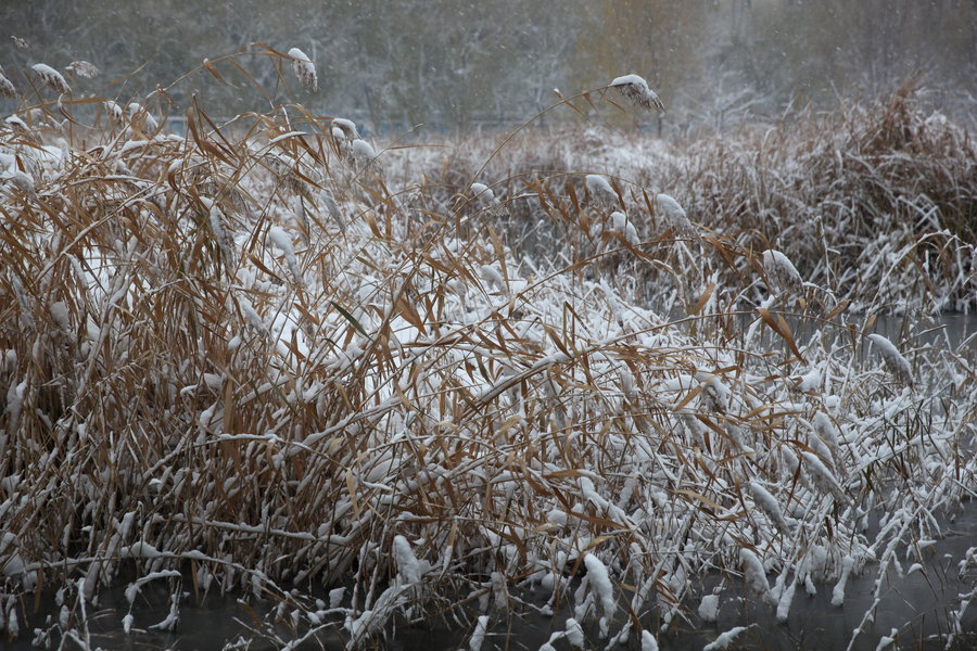 入冬第一场雪