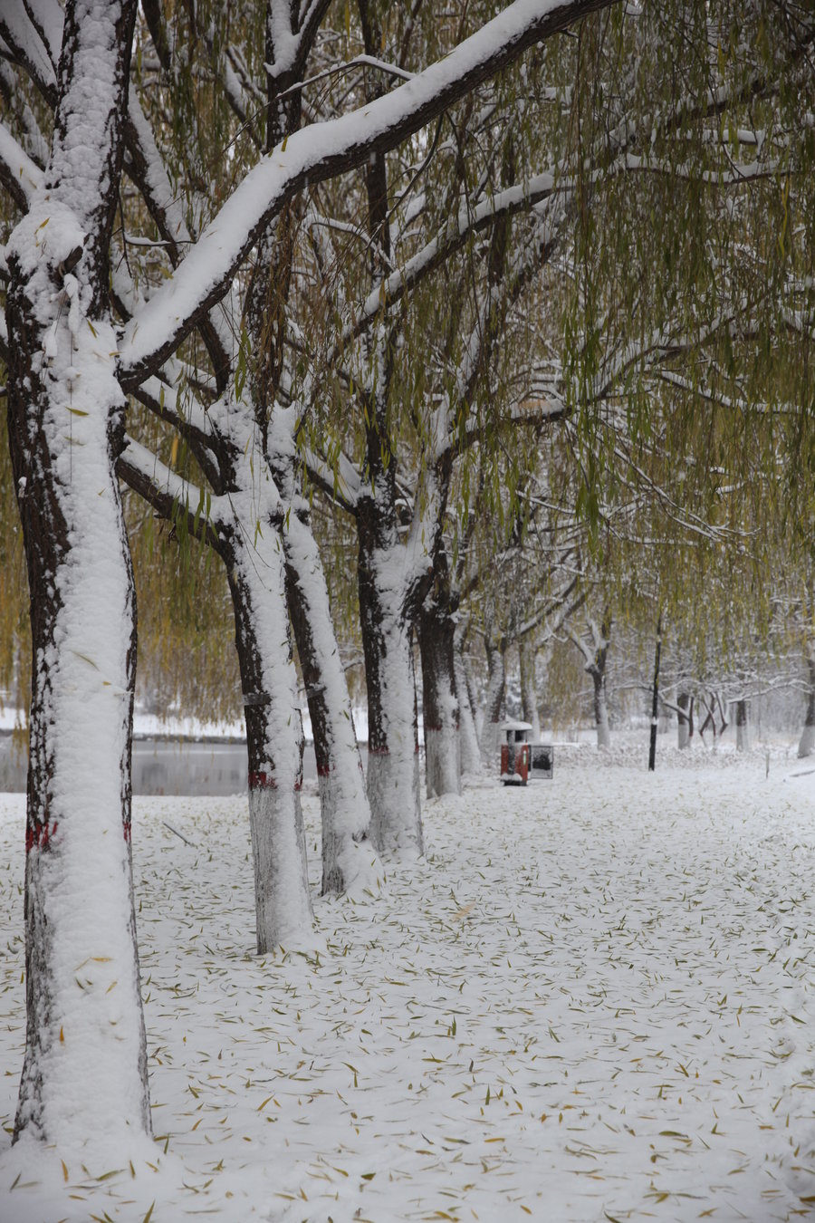 入冬第一场雪