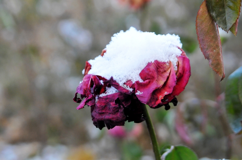 挺立在瑞雪里的残花