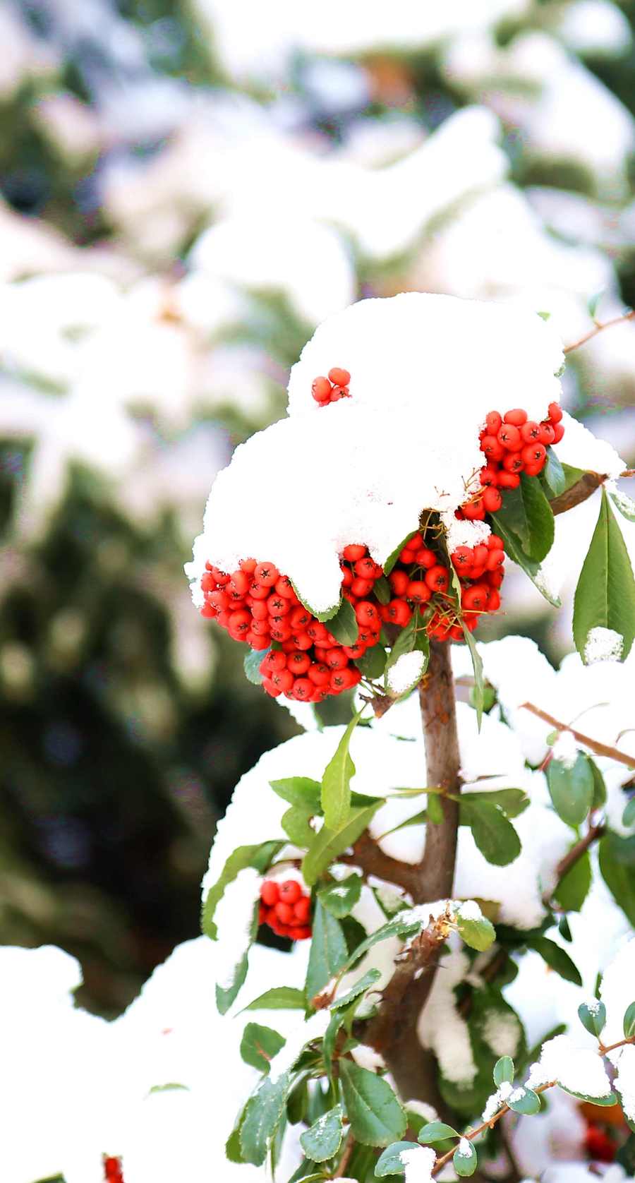 雪里蕻开花图片图片