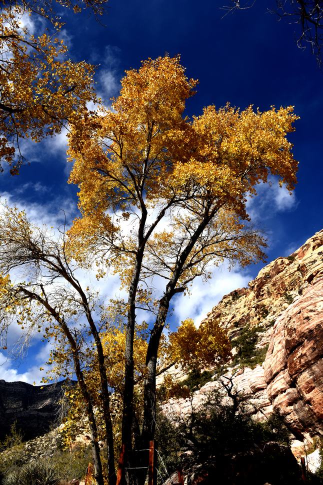 Red rock canyon