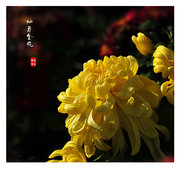 九月菊--灿若金花
