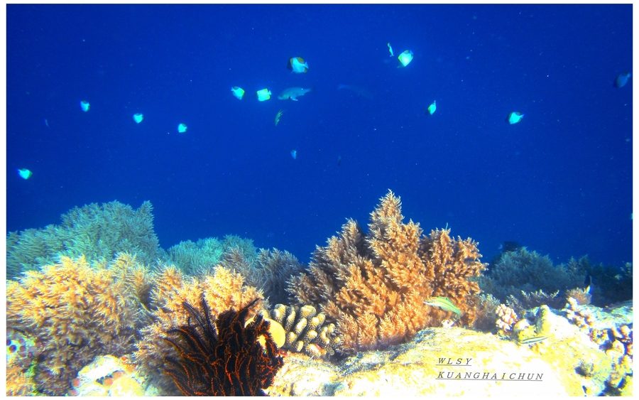 海底世界—无名珊瑚