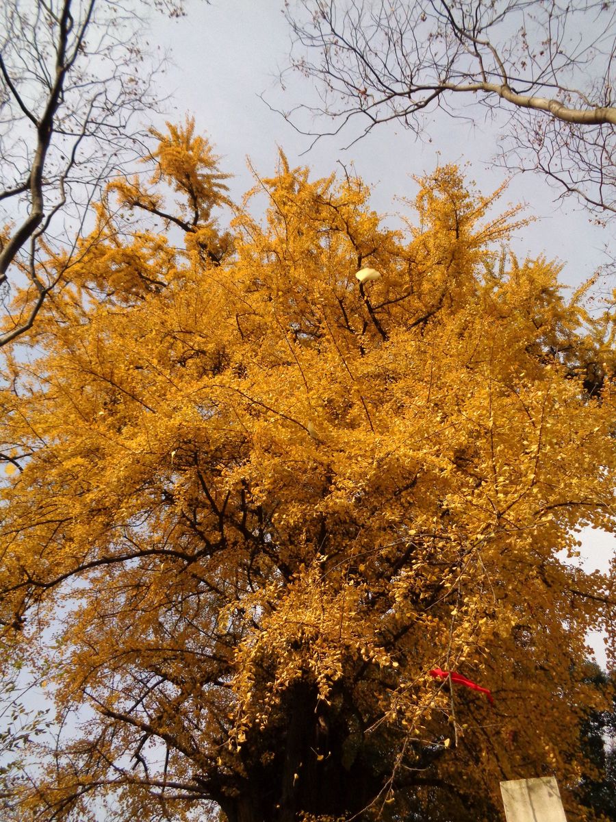 中国最粗的银杏树图片