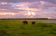 斯里兰卡米内瑞亚国家公园