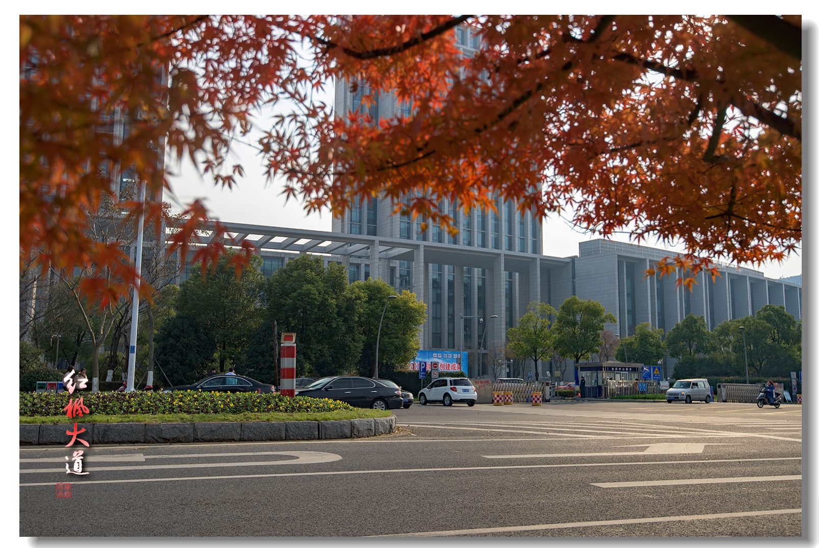 【红枫大道摄影图片】无锡市 观山路纪实摄影_丰富生活_太平洋电脑网