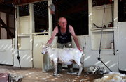 剪羊毛—新西兰自由行