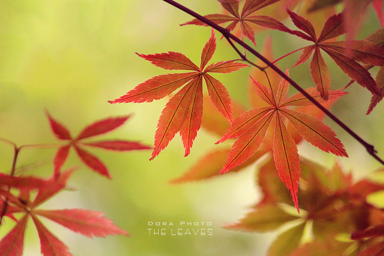 THE LEAVES