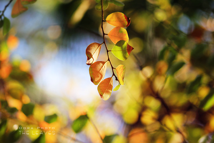 THE LEAVES