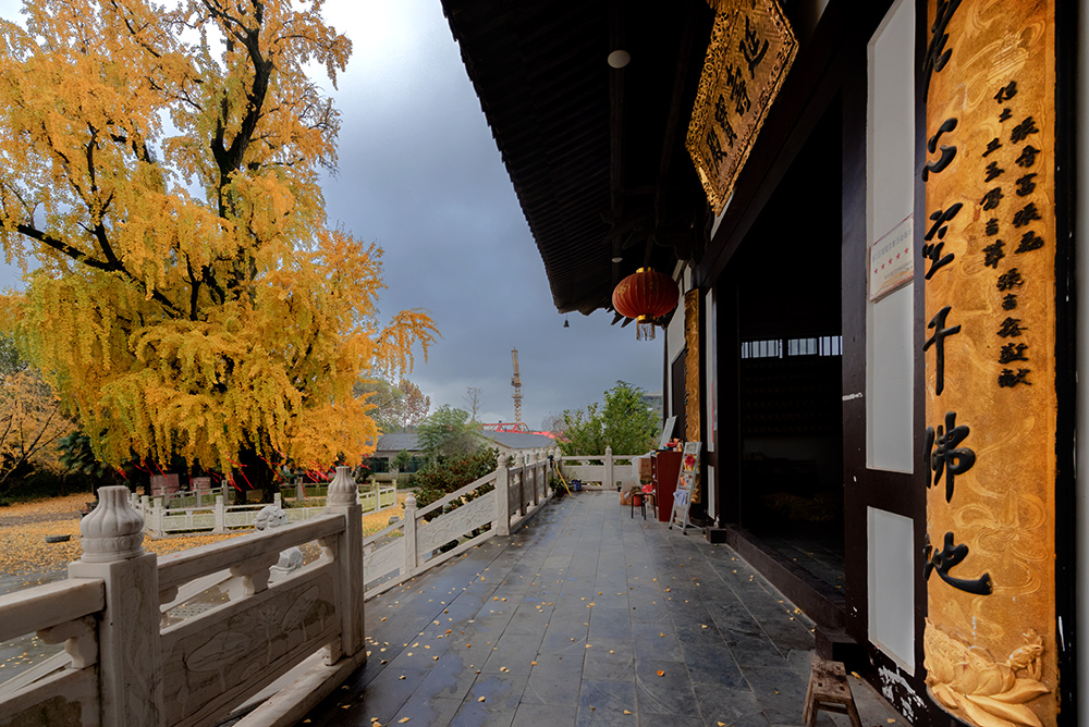 南京(39)1600年古银杏(惠济寺)