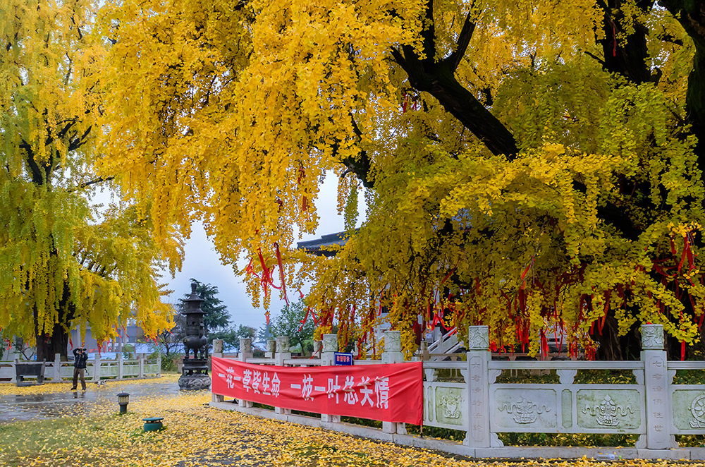 【南京(39)1600年古银杏(惠济寺)摄影图片】南京市浦口区汤泉镇风光