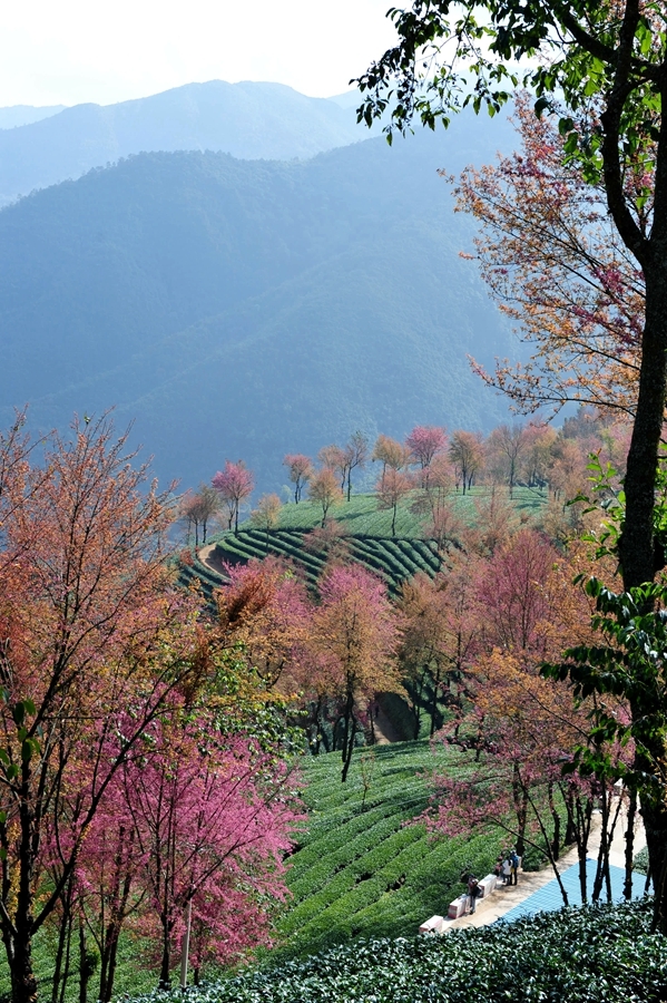 无量山樱花谷