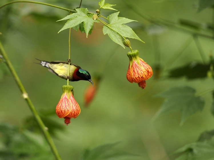 悬铃花(悬铃花可以吃吗)