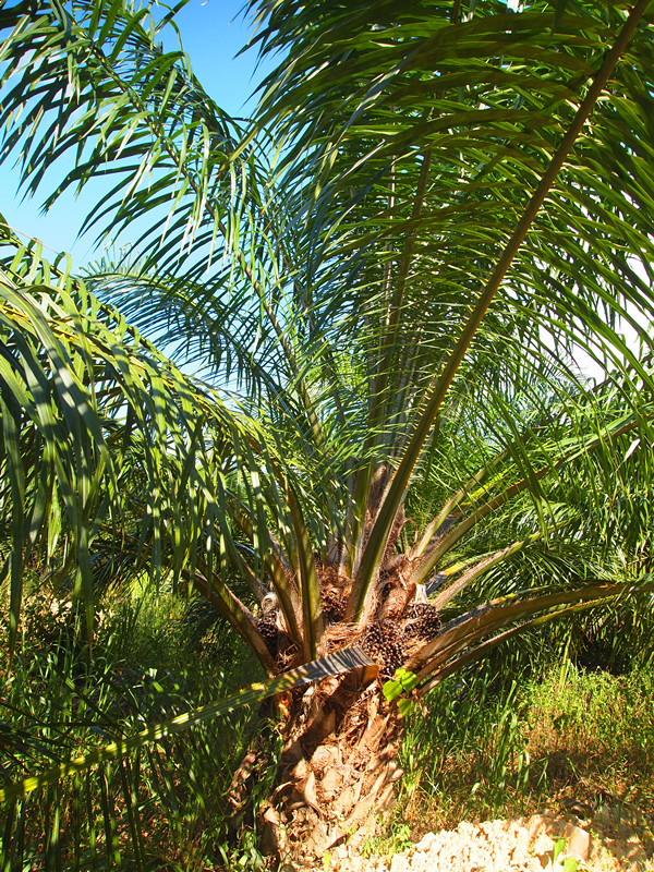 棕榈树种类图片