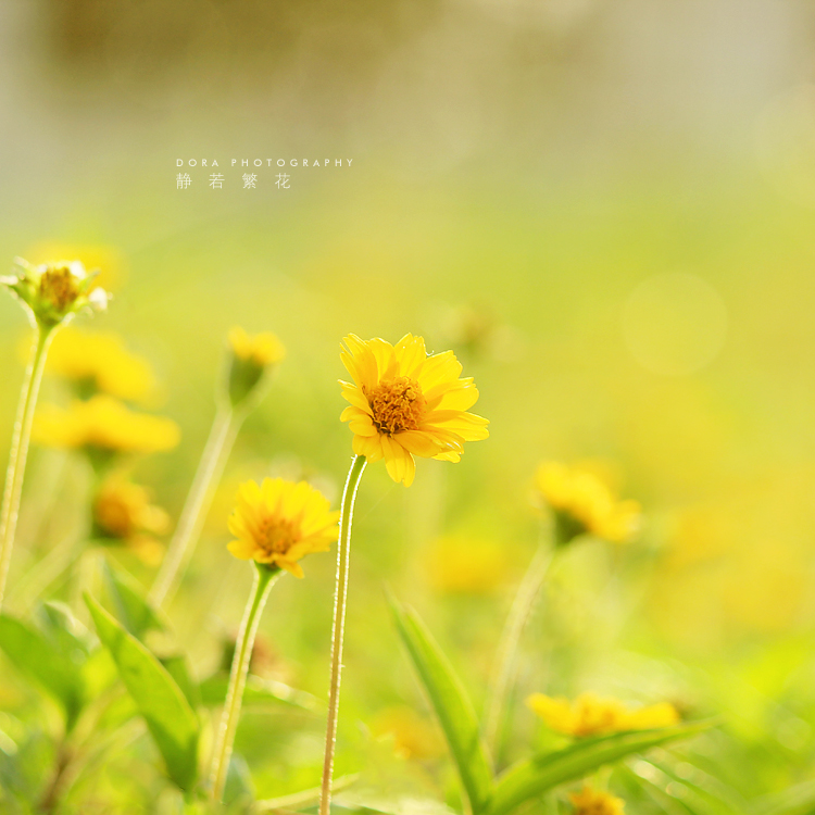 静若繁花