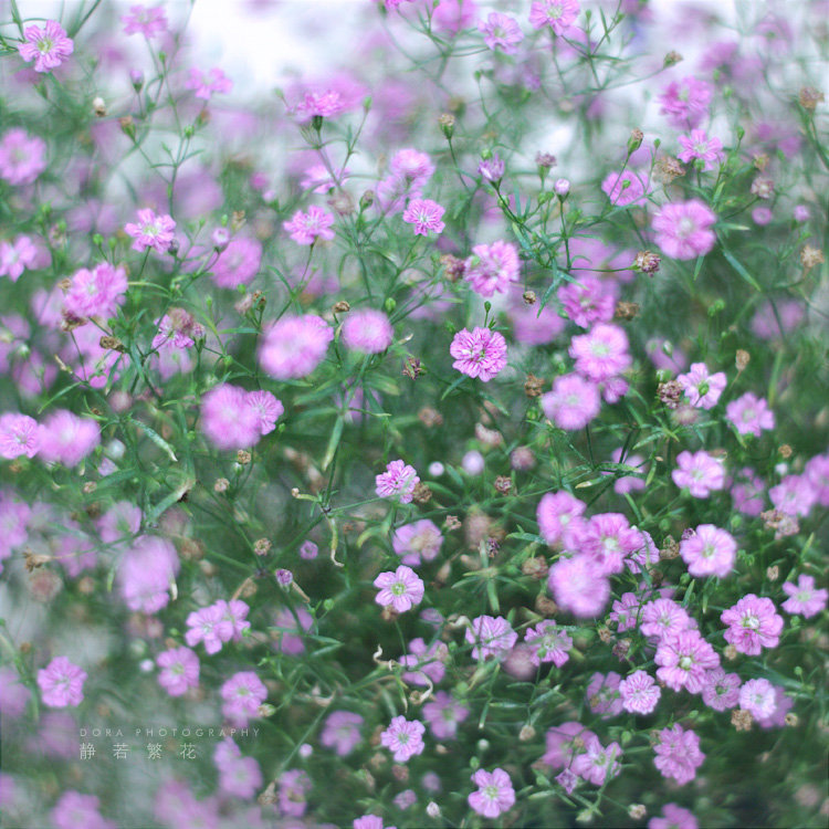 静若繁花